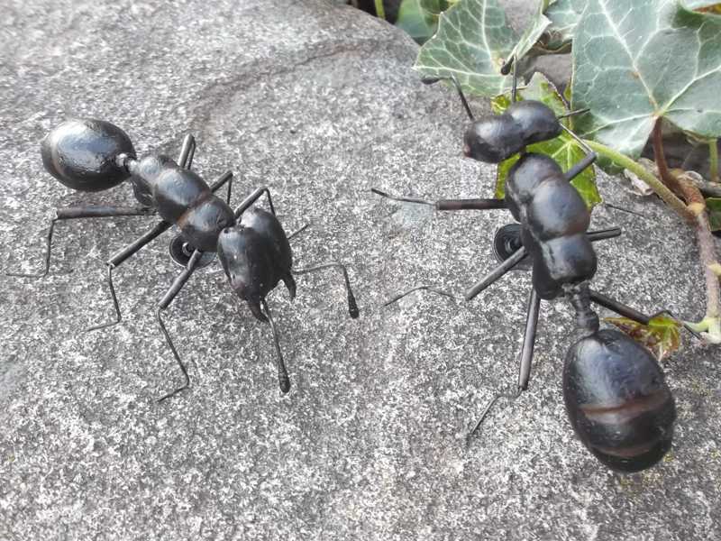 Two Black Ants with Mandibles Fridge Magnets