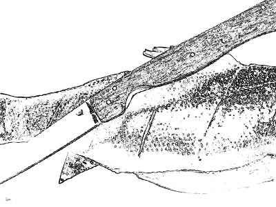 Drawing of a Fish Being Filleted