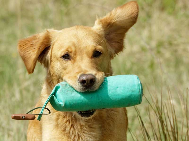 Golden Retriever With a Bisley Green Canvas Dog Training Dummy